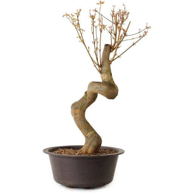 Acer buergerianum, 52 cm, ± 15 jaar oud