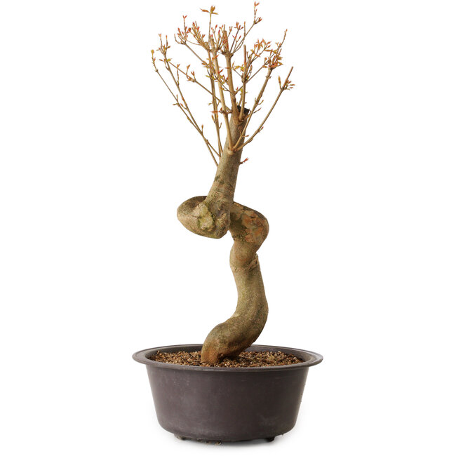 Acer buergerianum, 52 cm, ± 15 anni