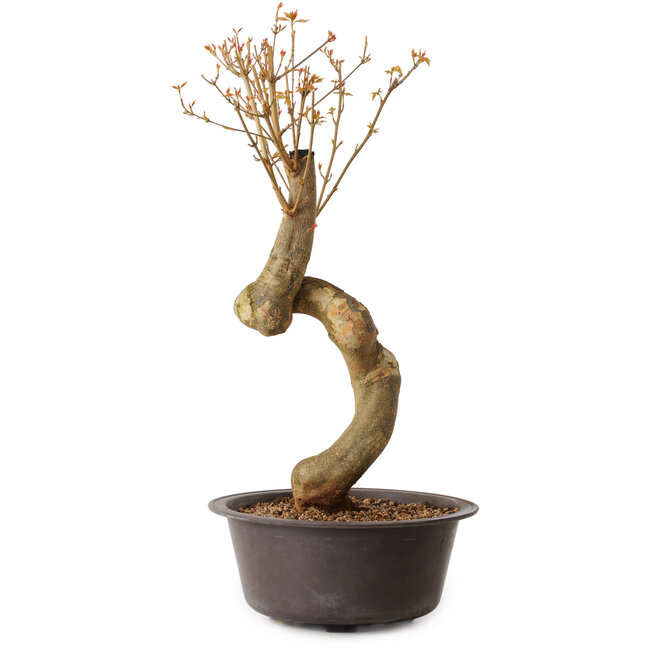 Acer buergerianum, 52 cm, ± 15 anni