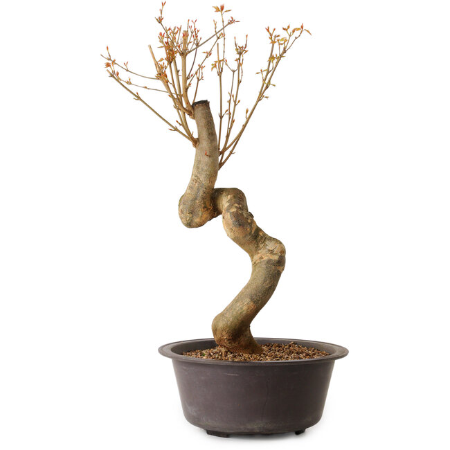 Acer buergerianum, 52 cm, ± 15 ans