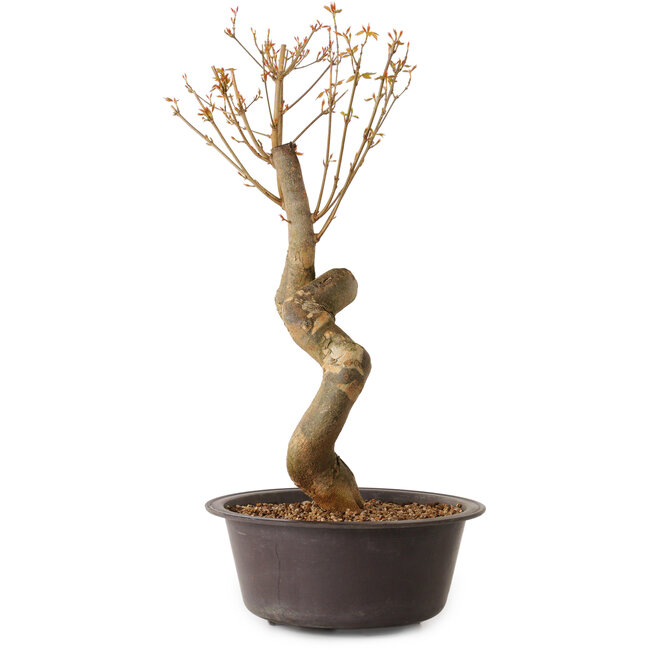 Acer buergerianum, 52 cm, ± 15 Jahre alt