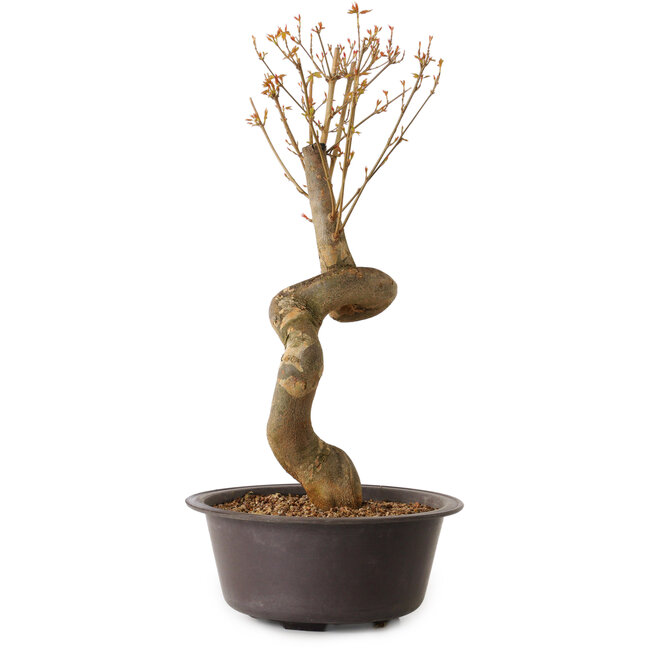 Acer buergerianum, 52 cm, ± 15 anni