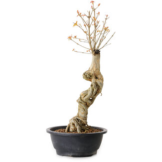 Acer buergerianum, 57 cm, ± 15 anni