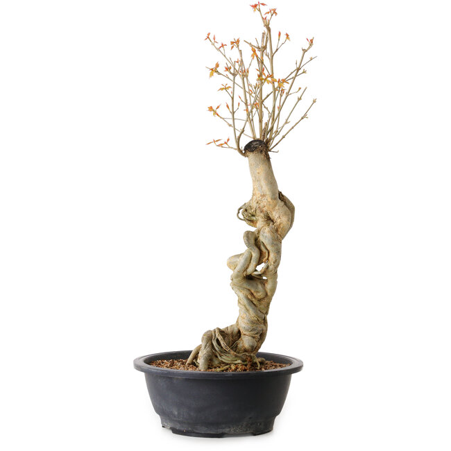 Acer buergerianum, 57 cm, ± 15 years old