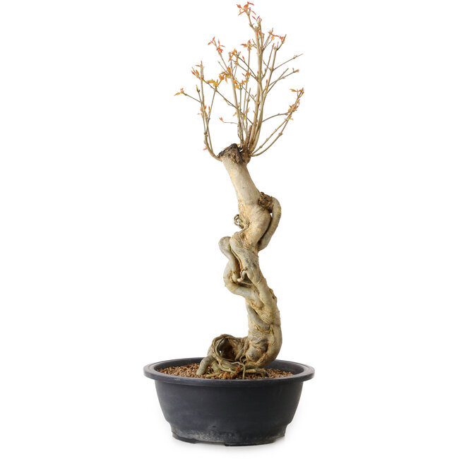 Acer buergerianum, 57 cm, ± 15 anni