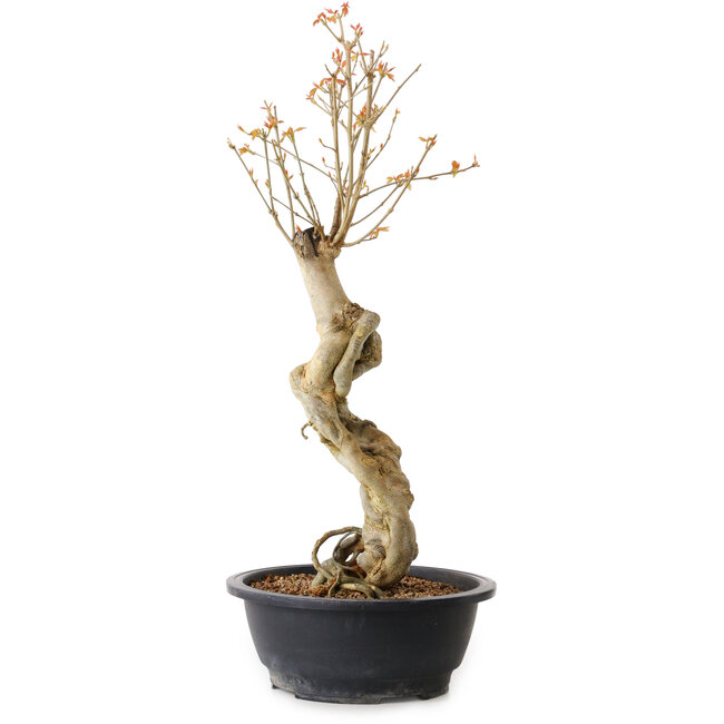 Acer buergerianum, 57 cm, ± 15 ans