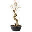 Acer buergerianum, 57 cm, ± 15 ans