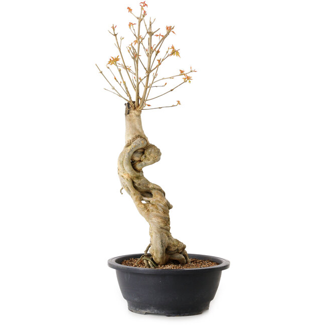 Acer buergerianum, 57 cm, ± 15 anni