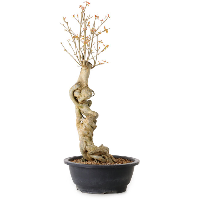 Acer buergerianum, 57 cm, ± 15 years old