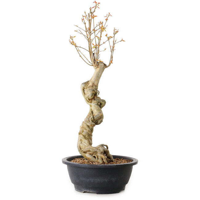 Acer buergerianum, 57 cm, ± 15 años