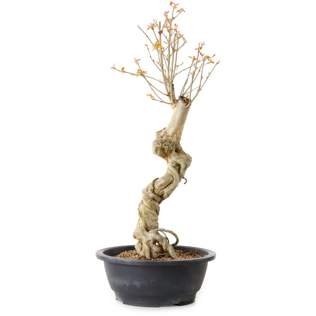 Acer buergerianum, 57 cm, ± 15 jaar oud