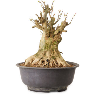 Acer buergerianum, 35 cm, ± 25 jaar oud