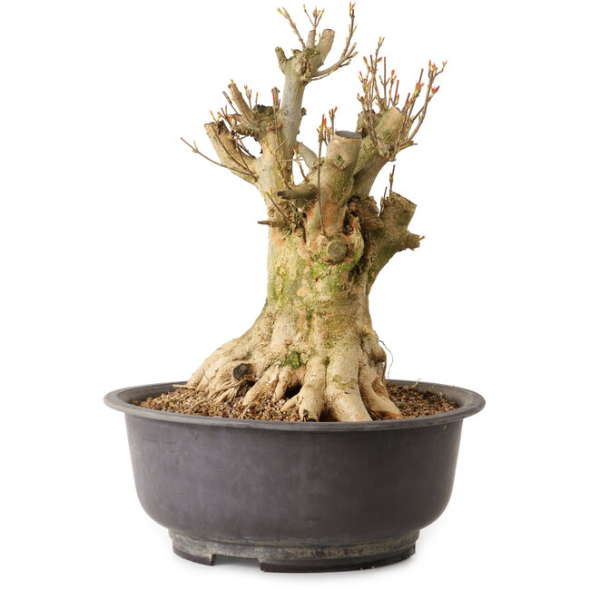 Acer buergerianum, 35 cm, ± 25 jaar oud, met een nebari van 27 cm