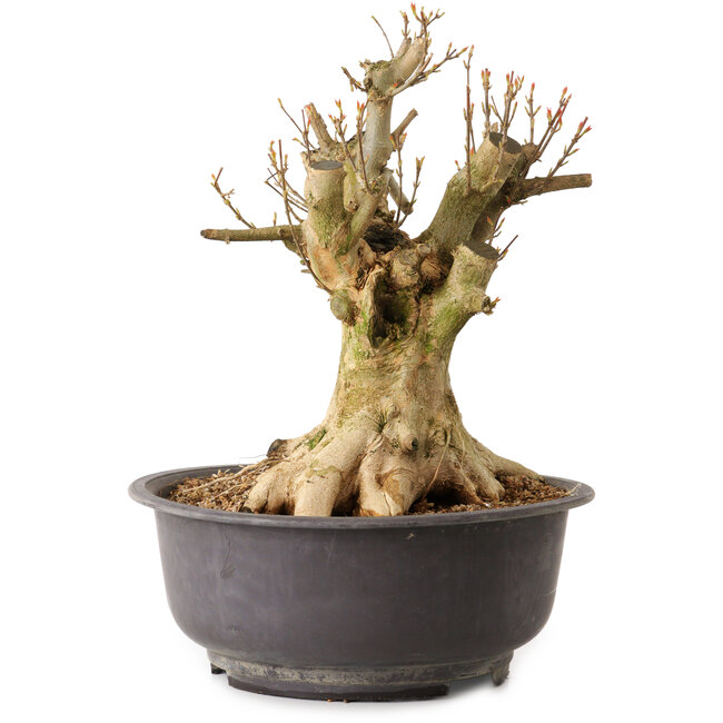 Acer buergerianum, 35 cm, ± 25 ans, avec un nebari de 27 cm