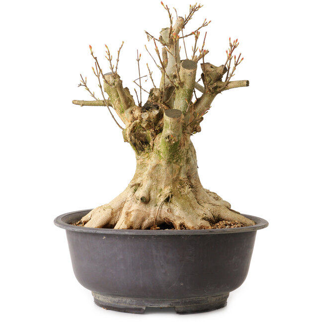 Acer buergerianum, 35 cm, ± 25 jaar oud, met een nebari van 27 cm