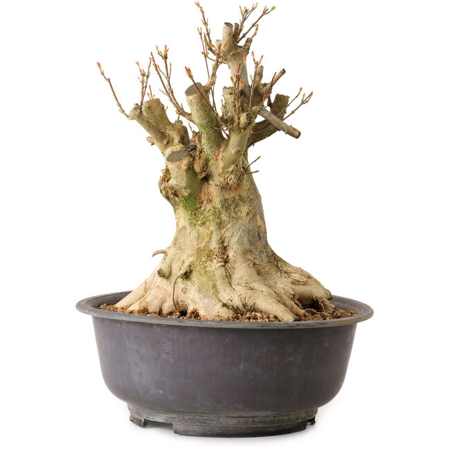 Acer buergerianum, 35 cm, ± 25 años, con un nebari de 27 cm