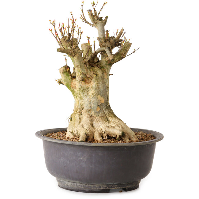 Acer buergerianum, 35 cm, ± 25 ans, avec un nebari de 27 cm