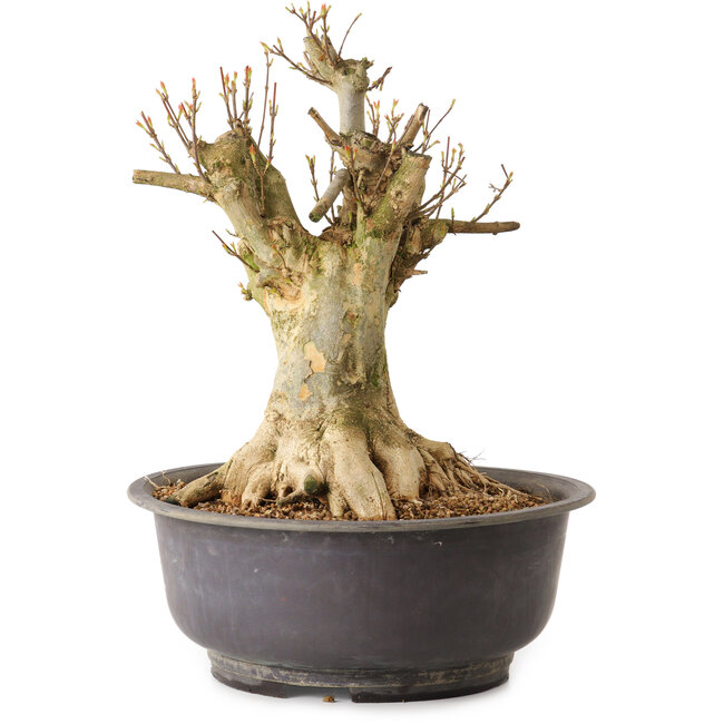 Acer buergerianum, 35 cm, ± 25 years old, with a nebari of 27 cm
