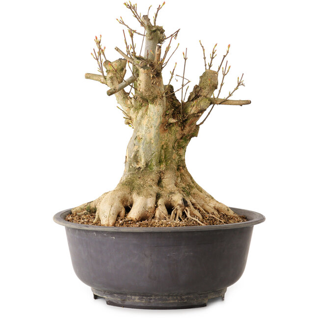 Acer buergerianum, 35 cm, ± 25 jaar oud, met een nebari van 27 cm