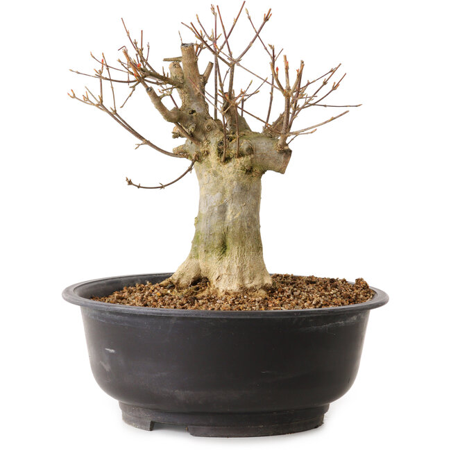 Acer buergerianum, 30 cm, ± 25 jaar oud, met een nebari van 16 cm