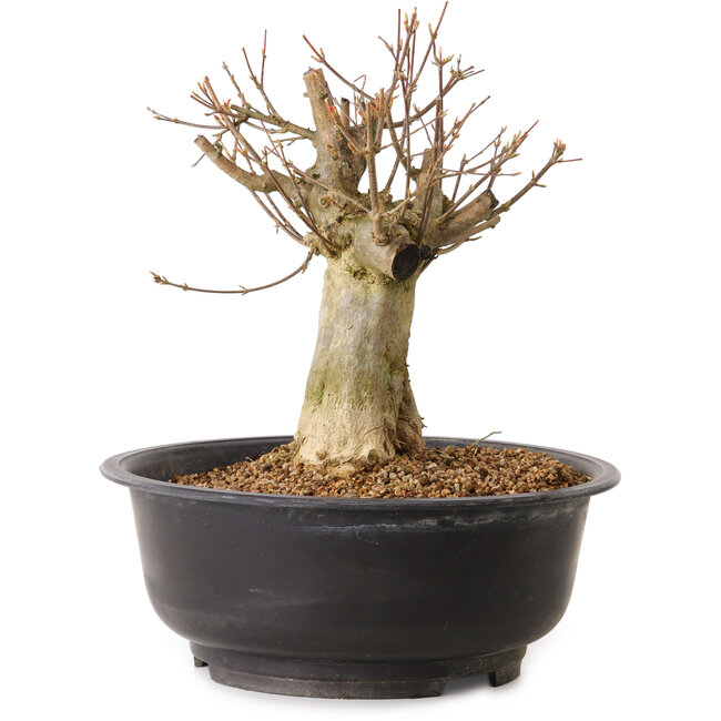 Acer buergerianum, 30 cm, ± 25 years old, with a nebari of 16 cm
