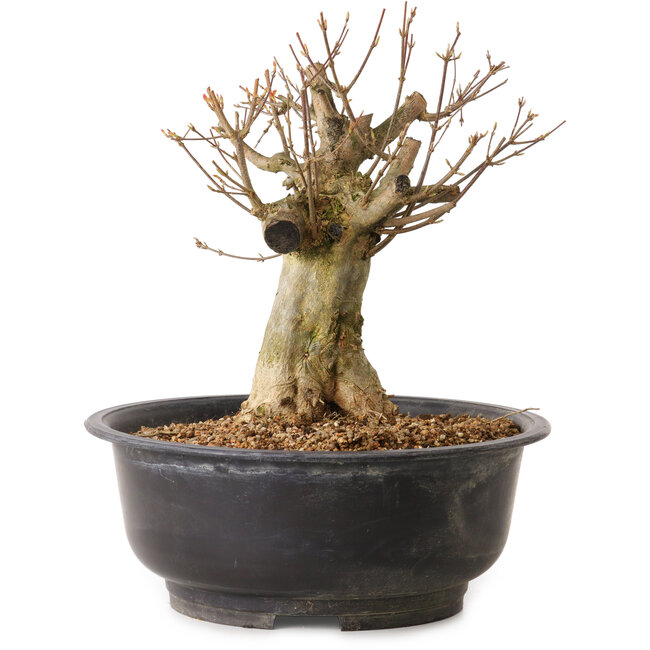 Acer buergerianum, 30 cm, ca. 25 Jahre alt, mit einem Wurzelhals von 16 cm