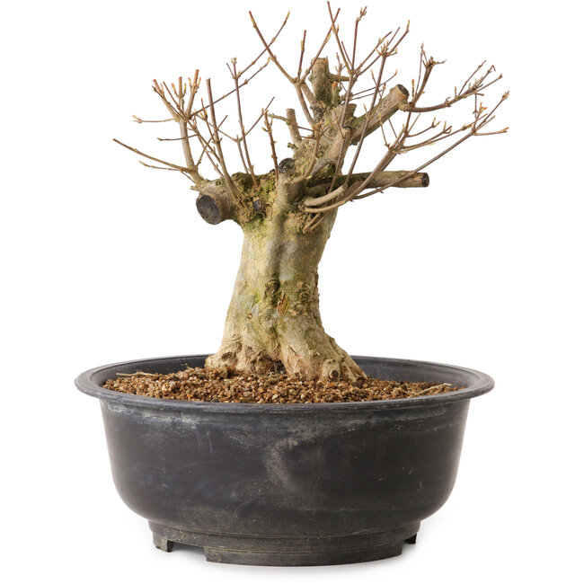 Acer buergerianum, 30 cm, ± 25 anni, con nebari di 16 cm