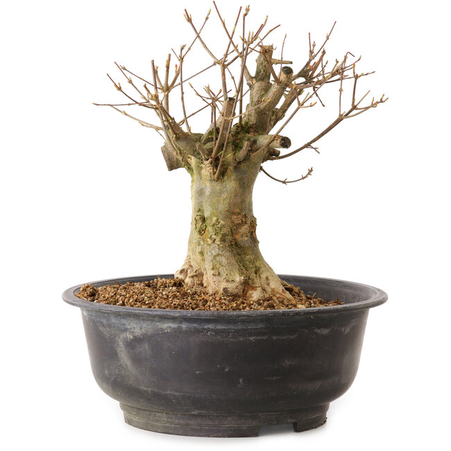 Acer buergerianum, 30 cm, ± 25 jaar oud, met een nebari van 16 cm