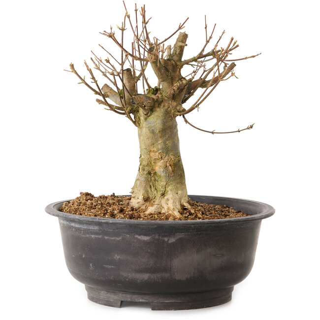 Acer buergerianum, 30 cm, ca. 25 Jahre alt, mit einem Wurzelhals von 16 cm