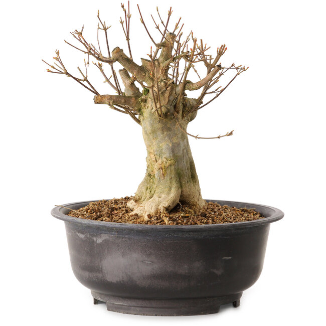 Acer buergerianum, 30 cm, ± 25 ans, avec un nebari de 16 cm