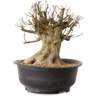 Acer buergerianum, 28 cm, ± 25 jaar oud