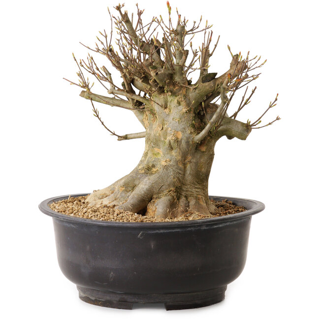 Acer buergerianum, 28 cm, ca. 25 Jahre alt, mit einem Wurzelhals von 21 cm