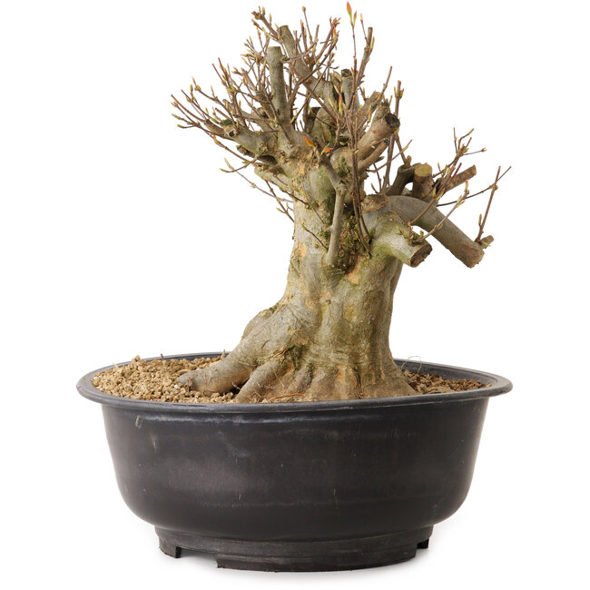 Acer buergerianum, 28 cm, ± 25 years old, with a nebari of 21 cm