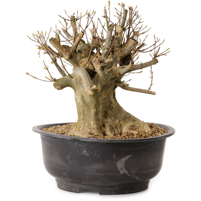 Acer buergerianum, 28 cm, ± 25 anni, con nebari di 21 cm