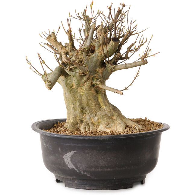 Acer buergerianum, 28 cm, ± 25 ans, avec un nebari de 21 cm