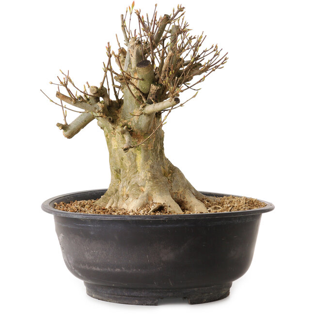 Acer buergerianum, 28 cm, ± 25 años, con un nebari de 21 cm