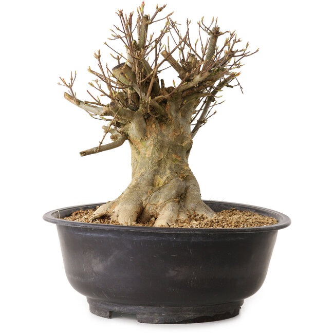 Acer buergerianum, 28 cm, ± 25 years old, with a nebari of 21 cm