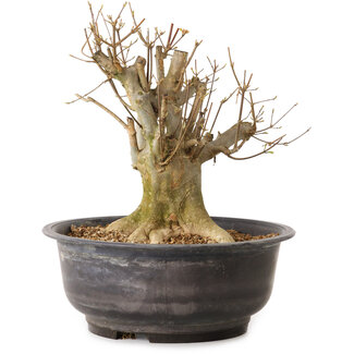 Acer buergerianum, 32 cm, ± 25 years old