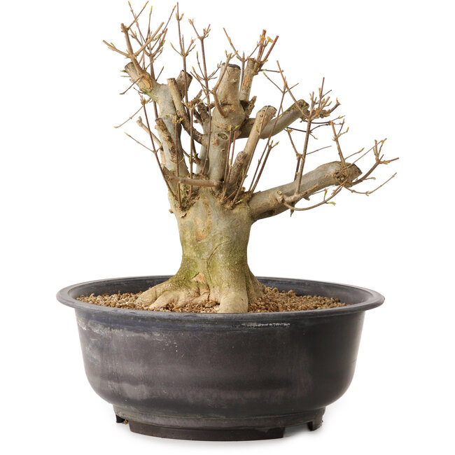 Acer buergerianum, 32 cm, ± 25 jaar oud, met een nebari van 19 cm