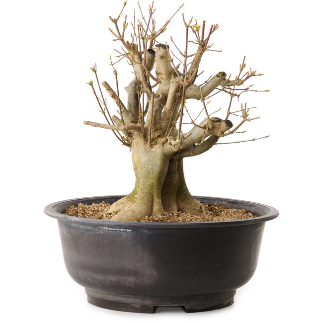 Acer buergerianum, 32 cm, ± 25 years old, with a nebari of 19 cm