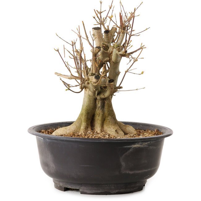 Acer buergerianum, 32 cm, ± 25 ans, avec un nebari de 19 cm