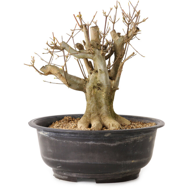 Acer buergerianum, 32 cm, ± 25 years old, with a nebari of 19 cm