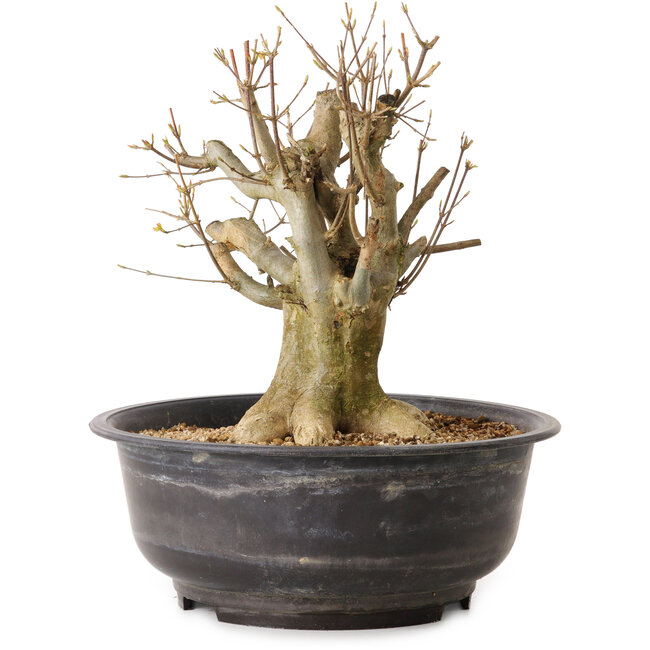 Acer buergerianum, 32 cm, ± 25 ans, avec un nebari de 19 cm