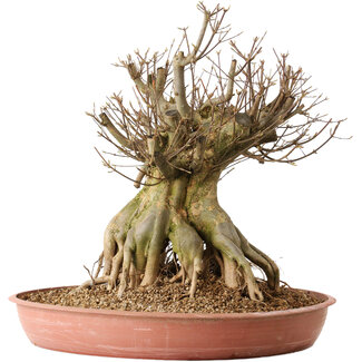 Acer buergerianum, 44 cm, ± 25 years old