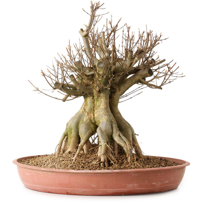 Acer buergerianum, 44 cm, ± 25 years old, with a nebari of 29 cm