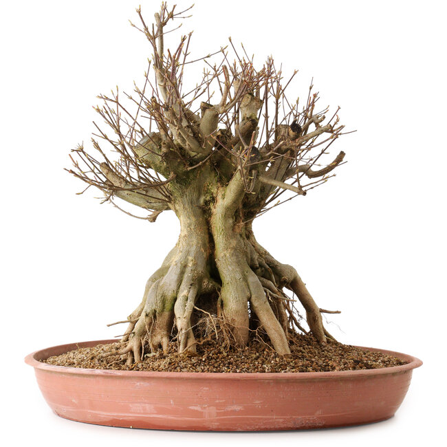 Acer buergerianum, 44 cm, ± 25 jaar oud, met een nebari van 29 cm