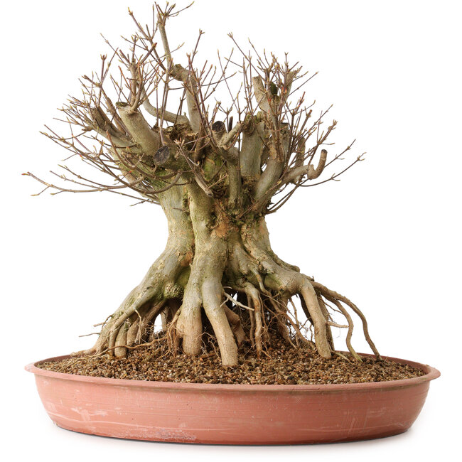 Acer buergerianum, 44 cm, ± 25 años, con un nebari de 29 cm