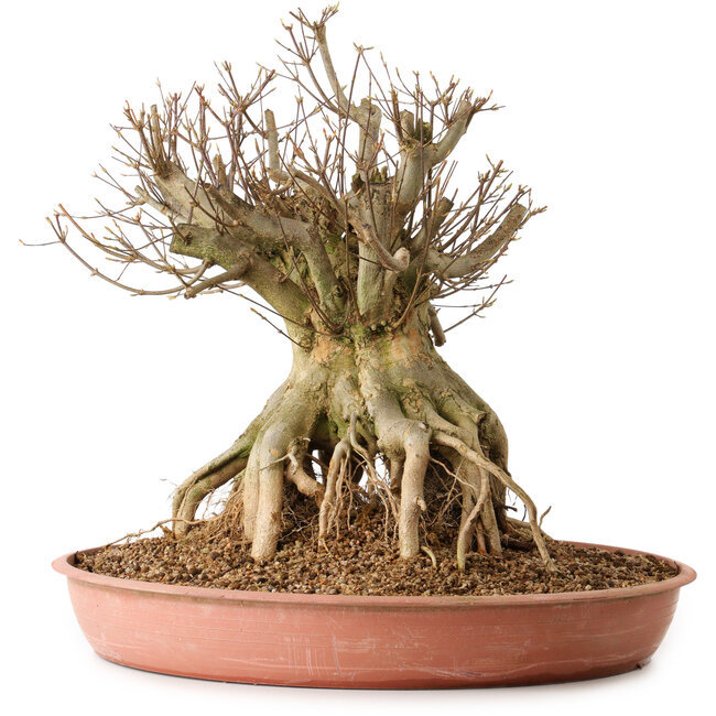 Acer buergerianum, 44 cm, ± 25 ans, avec un nebari de 29 cm