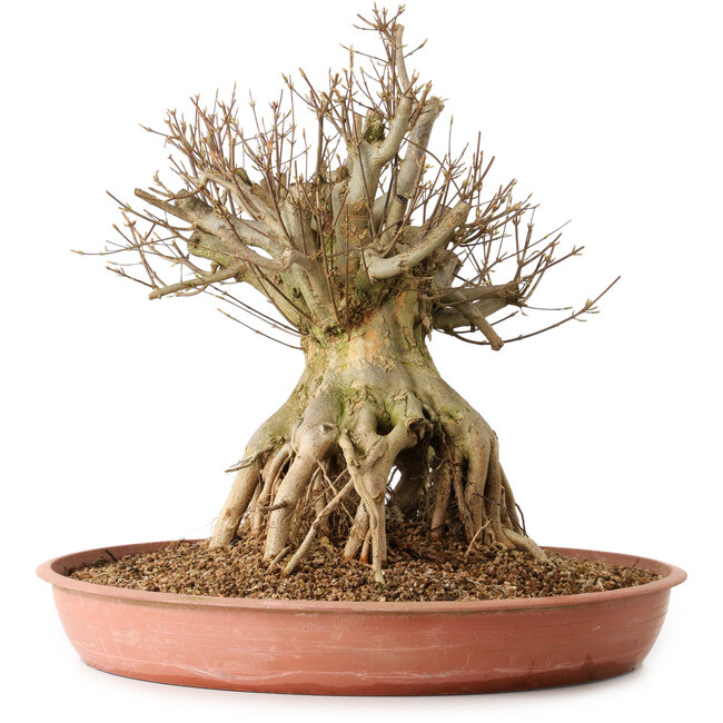 Acer buergerianum, 44 cm, ± 25 anni, con nebari di 29 cm