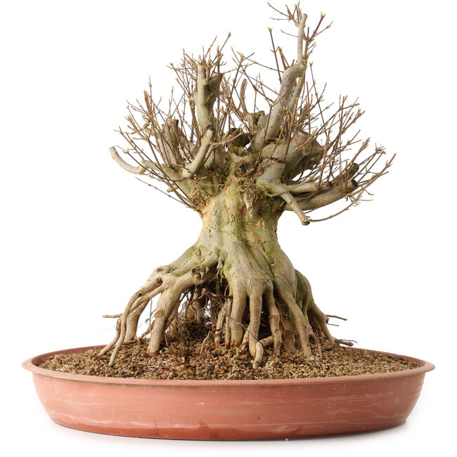 Acer buergerianum, 44 cm, ± 25 años, con un nebari de 29 cm